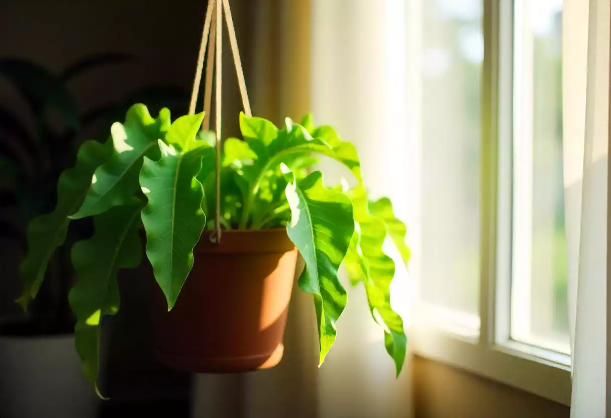 Office Plant
